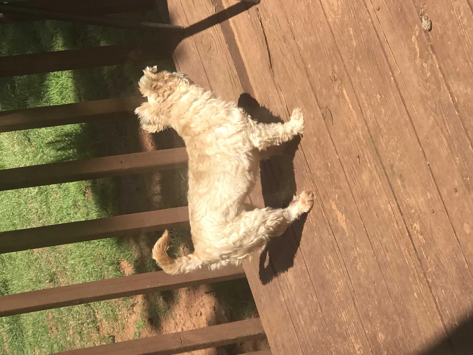 Lost dog in Douglasville, GA, 30134