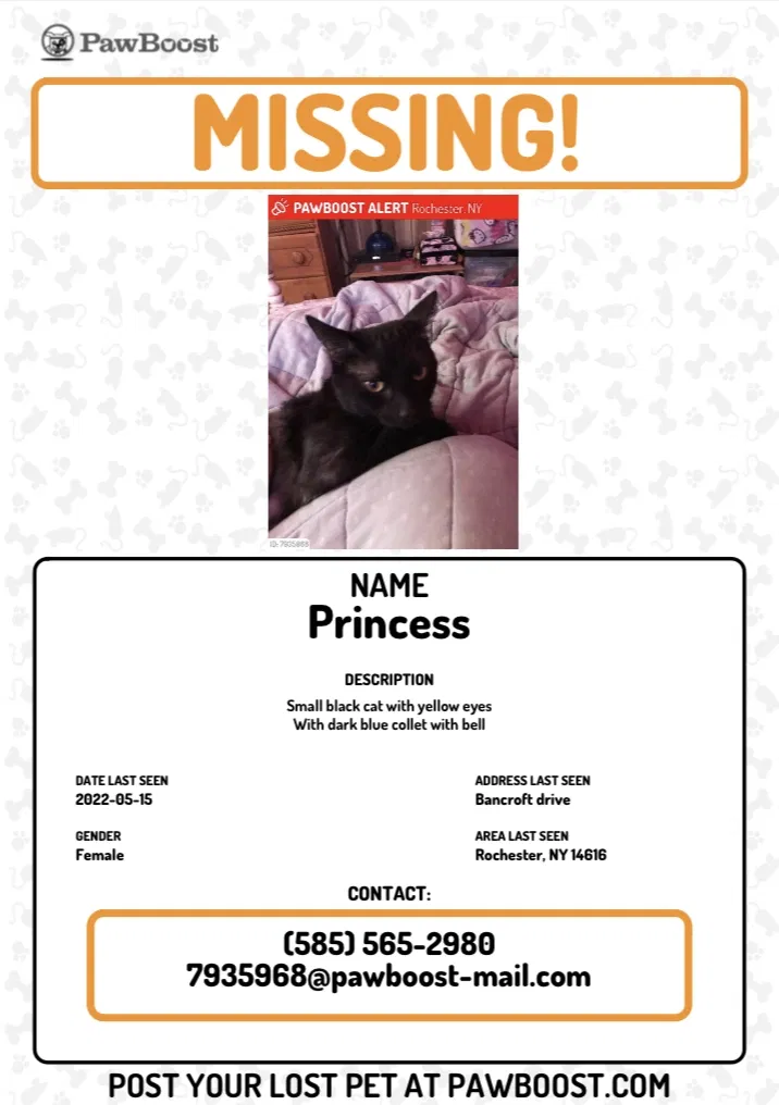 Lost cat in Rochester, NY, 14616