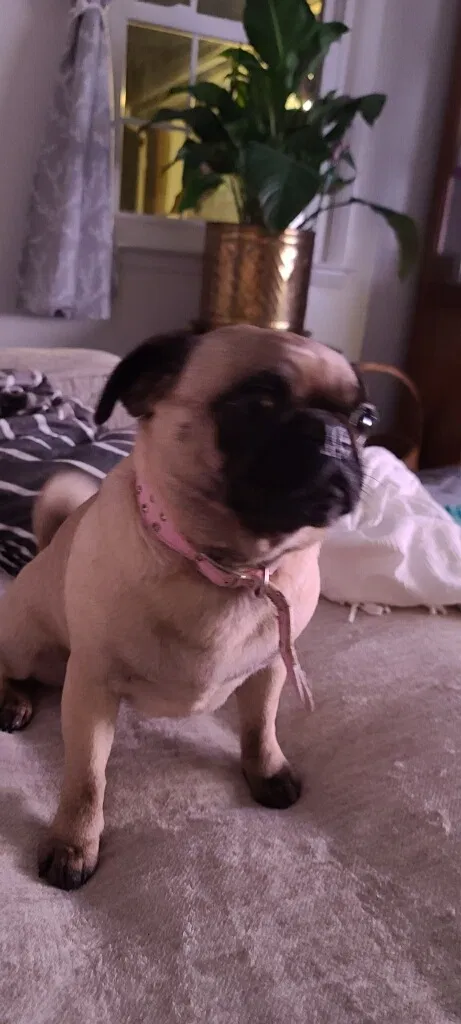 Lost dog in Pine Grove, PA, 17963
