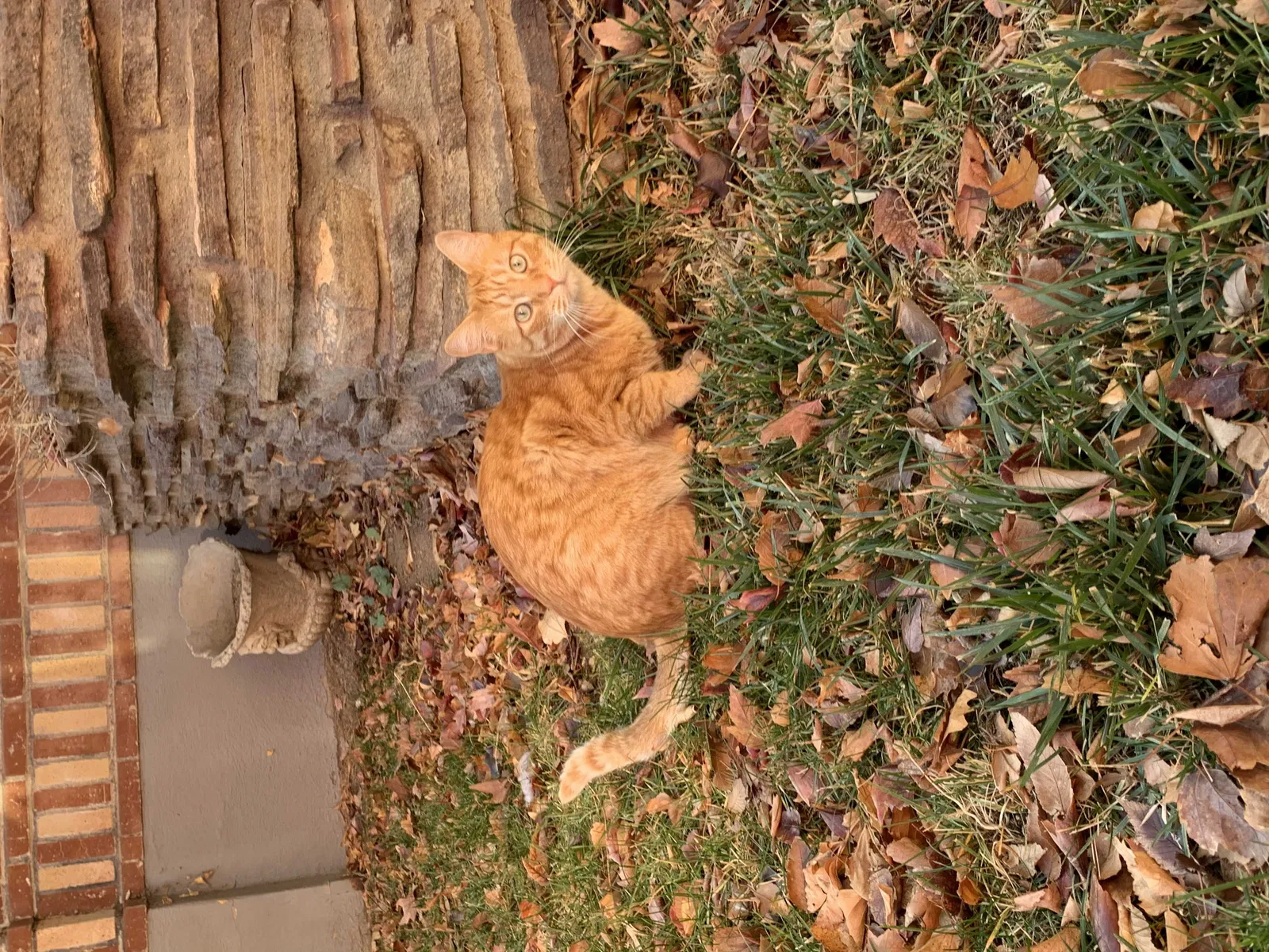 Lost cat in Reno, NV, 89503