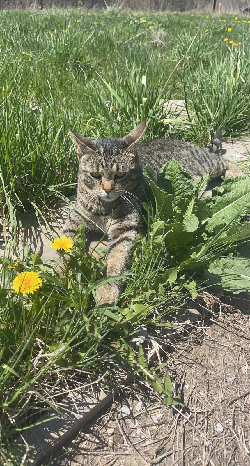 Lost cat in Macomb, MI, 48042