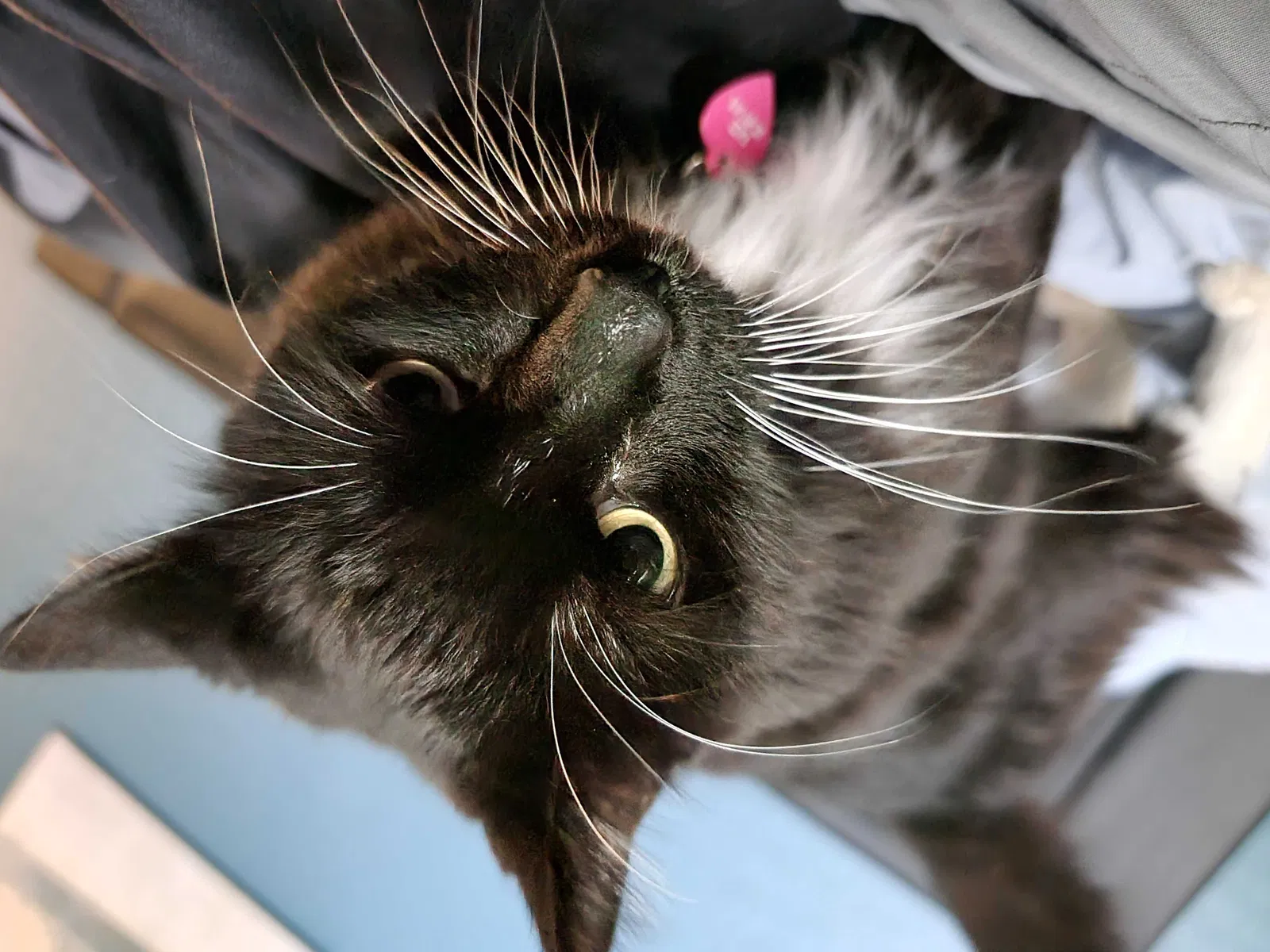 Lost cat in Phoenix, AZ, 85024