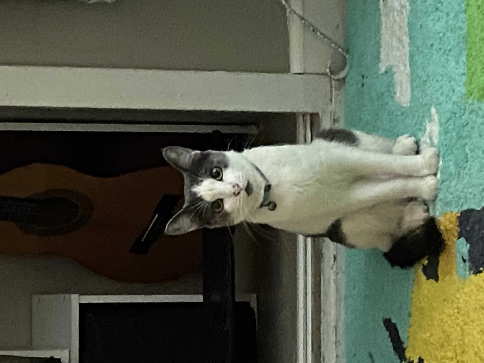 Lost cat in Las Vegas, NV, 89107