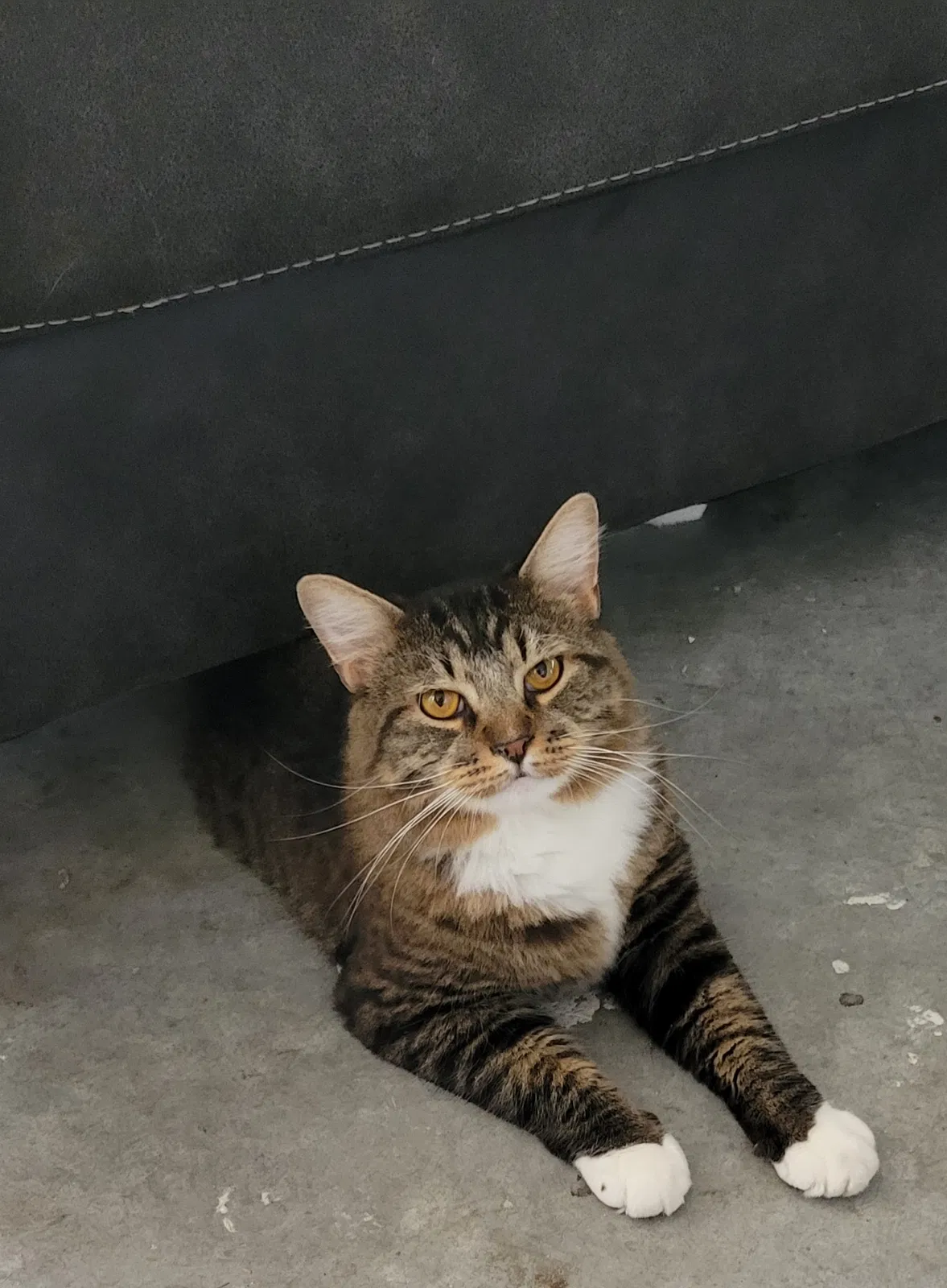 Lost cat in Unknown, FL, 34671