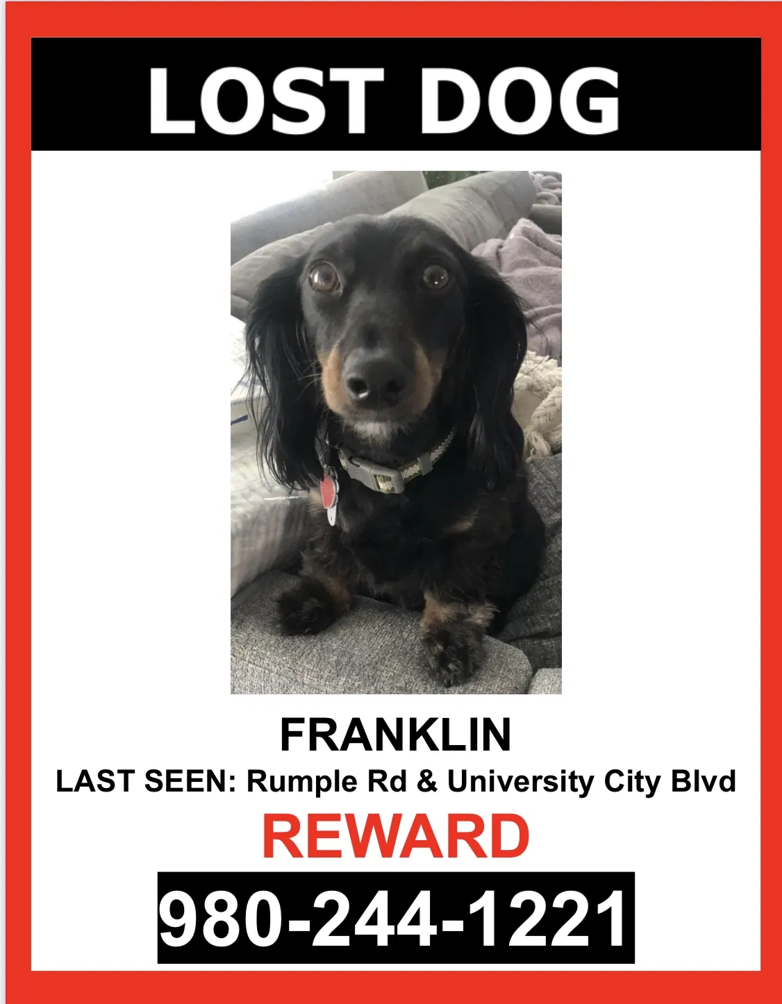 Lost dog in Charlotte, NC, 28262