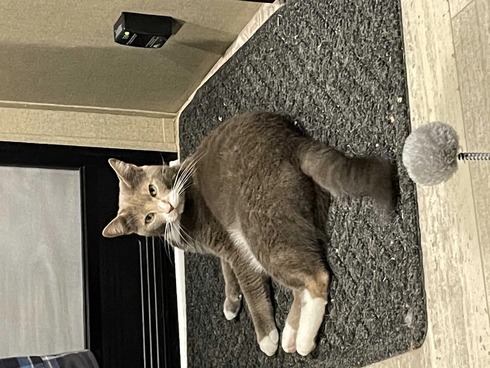 Lost cat in Annapolis, MD, 21403