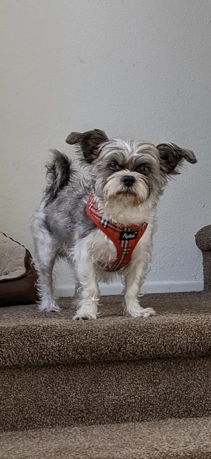 Lost dog in Garden Grove, CA, 92840