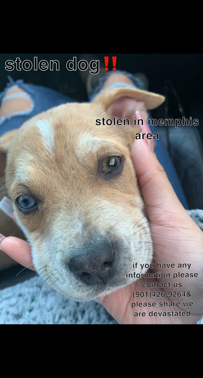 Lost dog in Memphis, TN, 38122