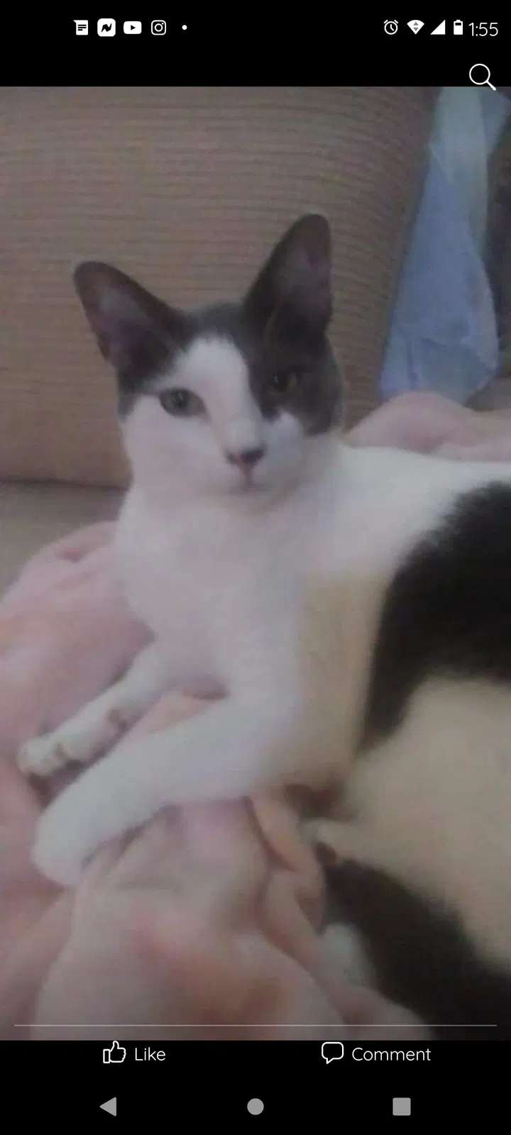 Lost cat in Cincinnati, OH, 45251