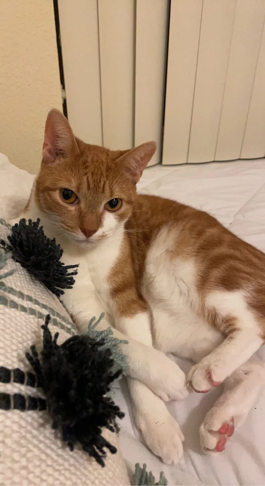 Lost cat in Orlando, FL, 32817