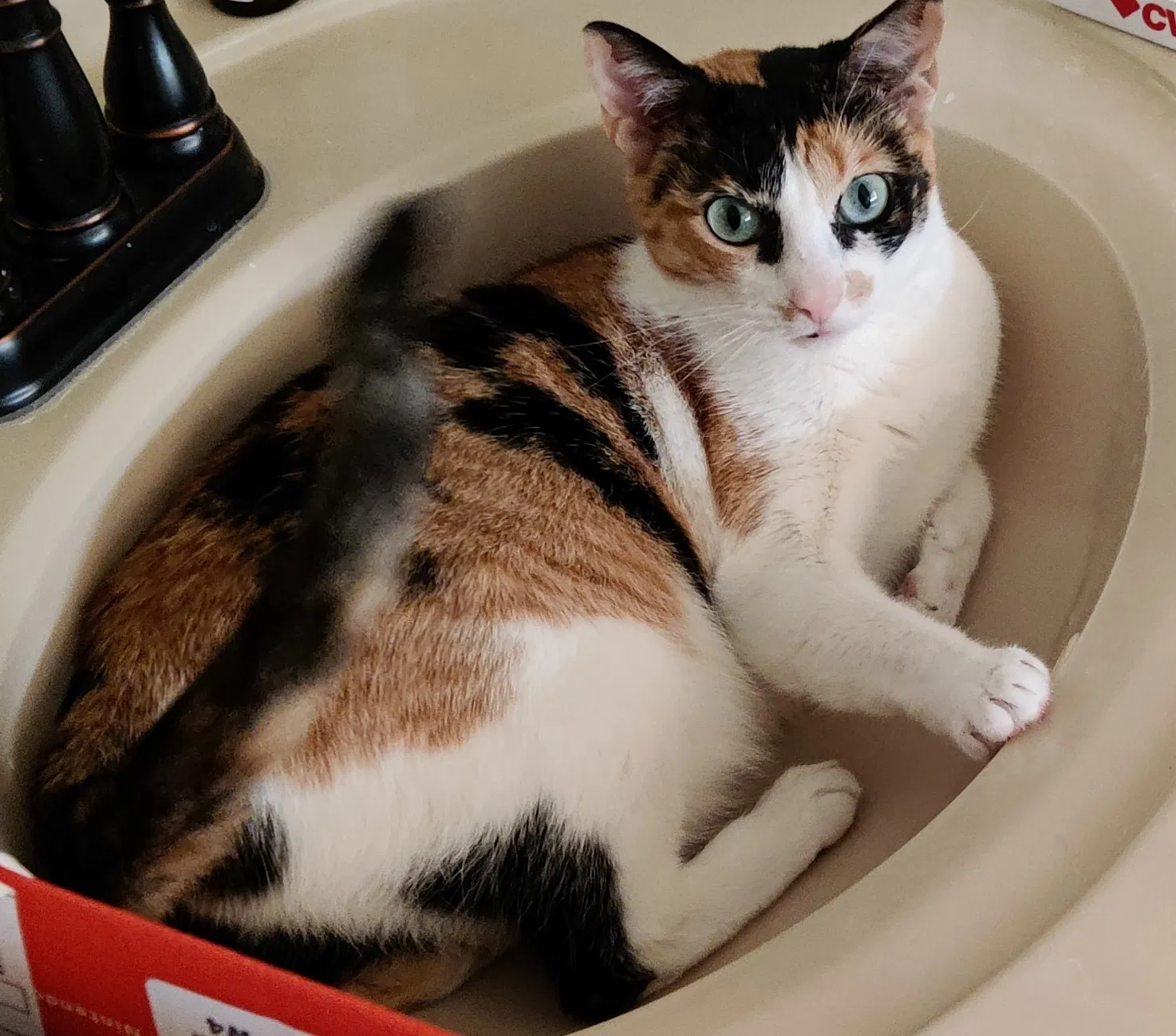 Lost cat in San Antonio, TX, 78261