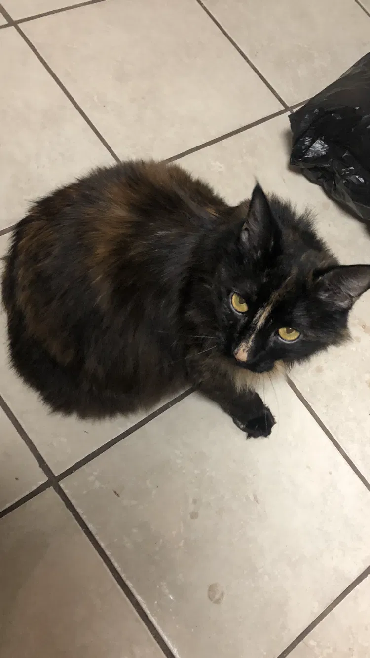 Lost cat in Anchorage, AK, 99503