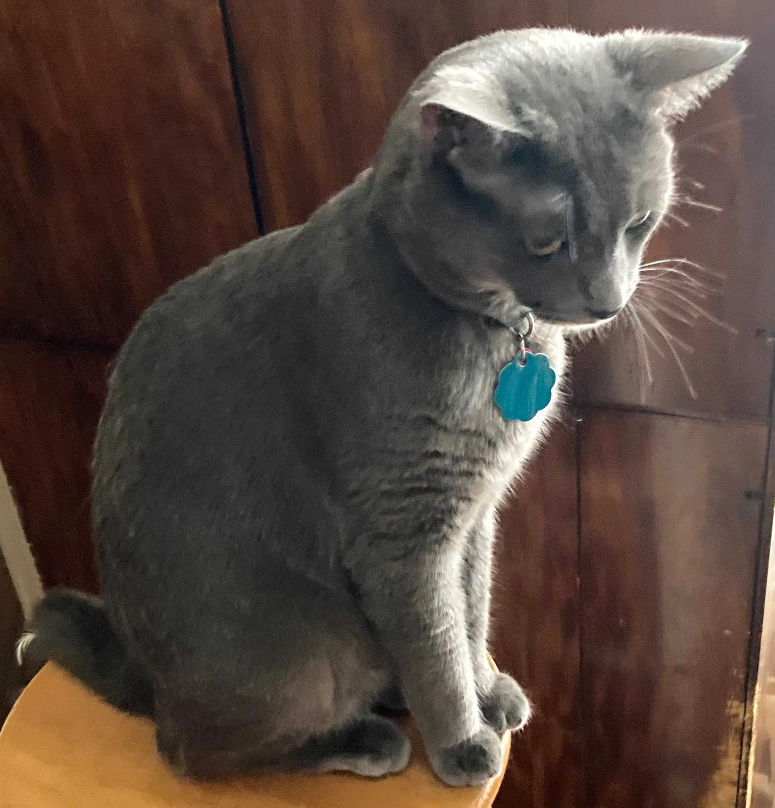 Lost cat in Knoxville, TN, 37921