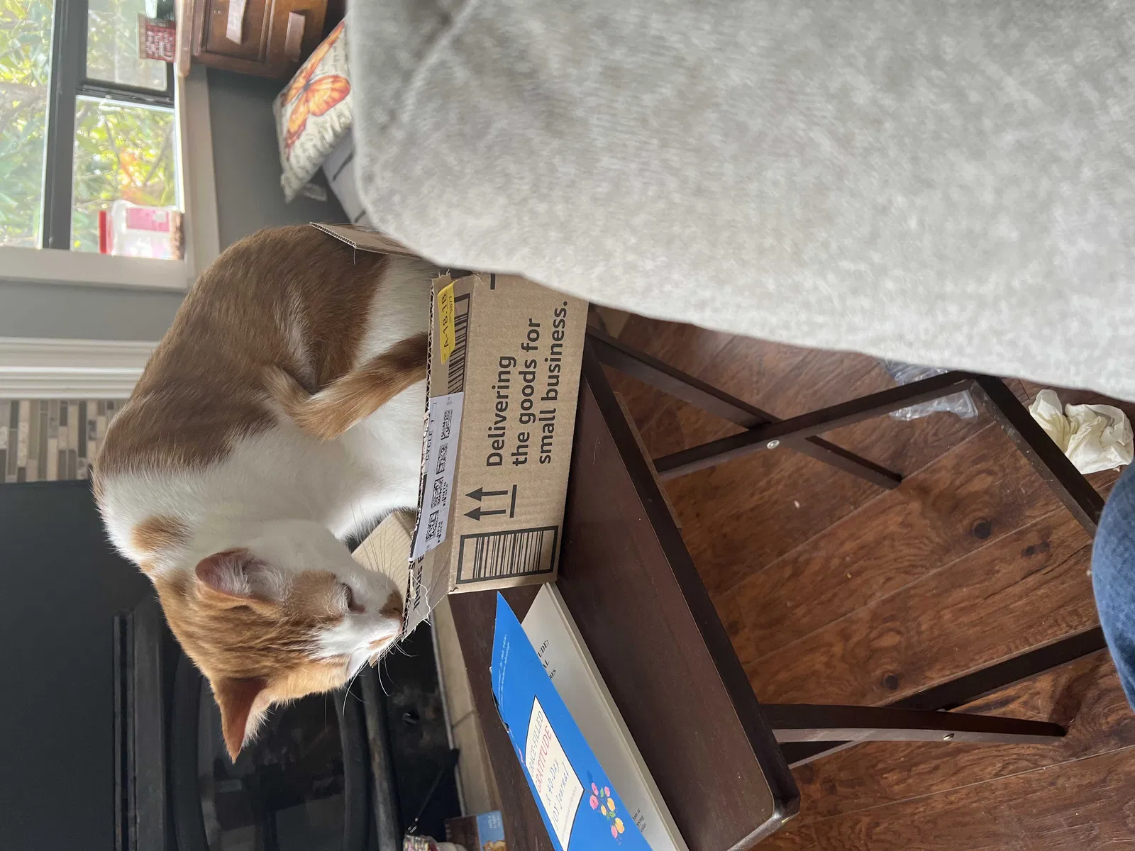 Lost cat in Shelton, WA, 98584