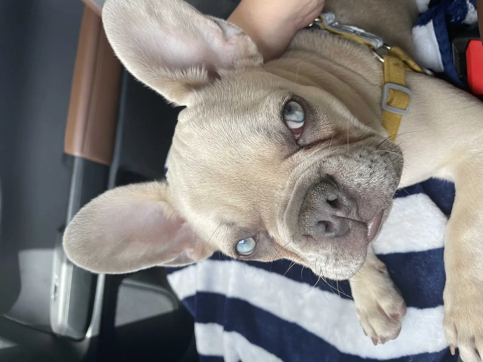 Lost dog in San Diego, CA, 92124