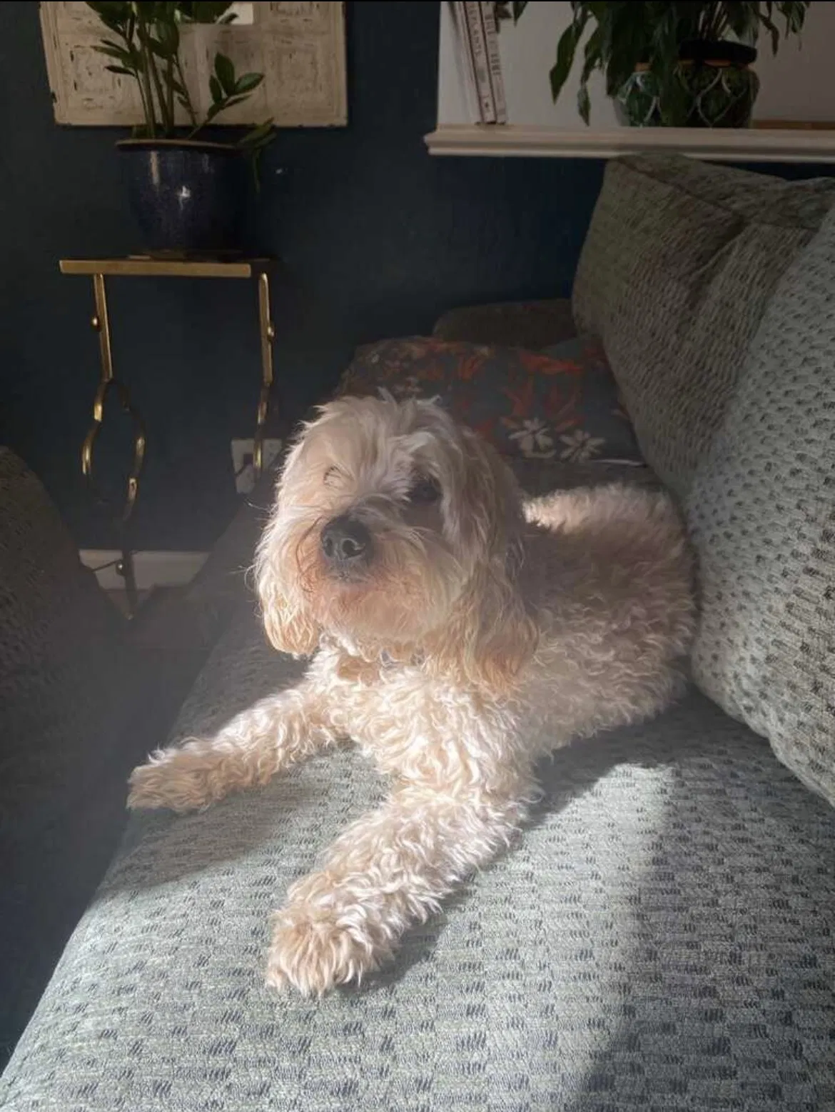Lost dog in Alamo, CA, 94507