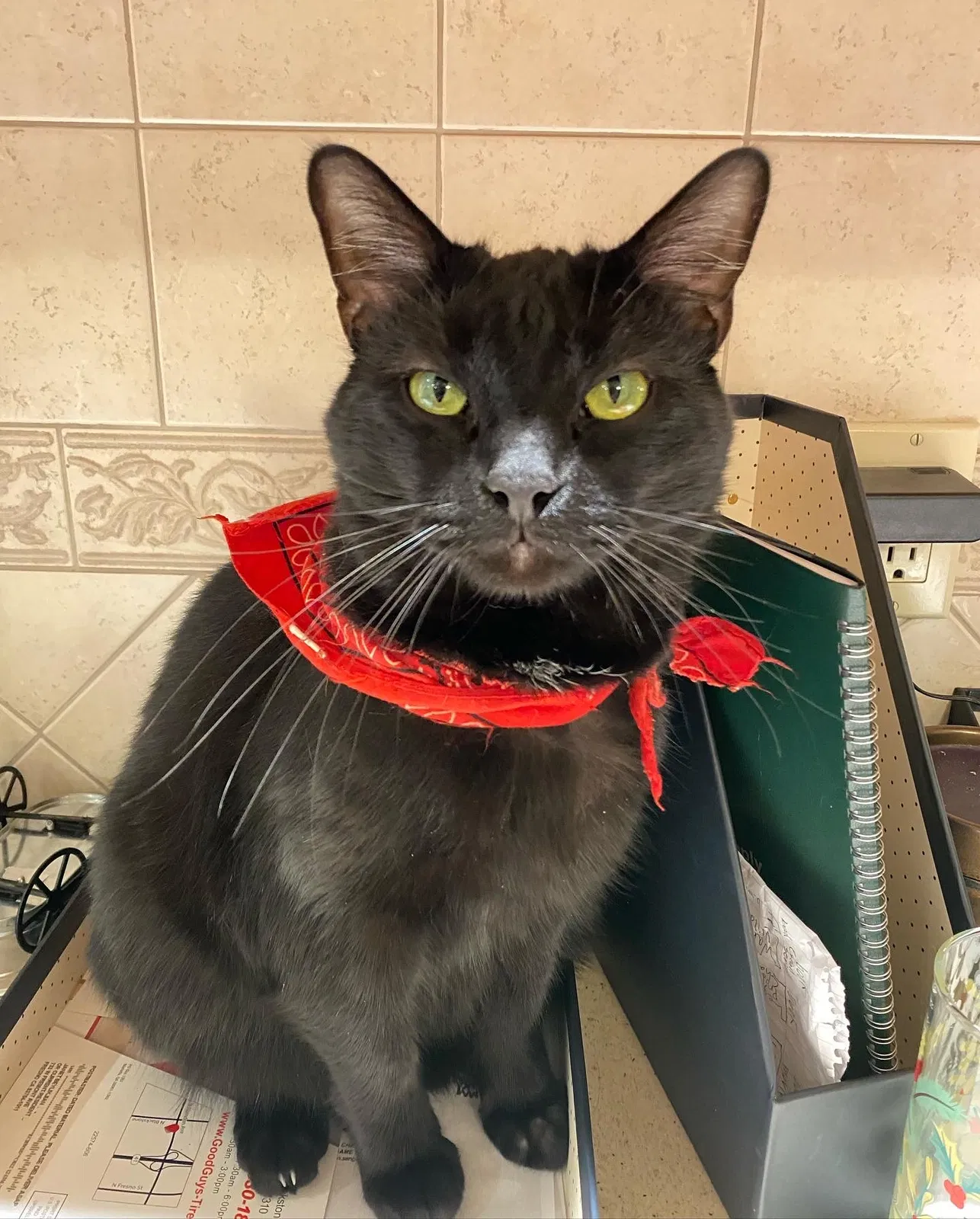 Lost cat in Clovis, CA, 93619