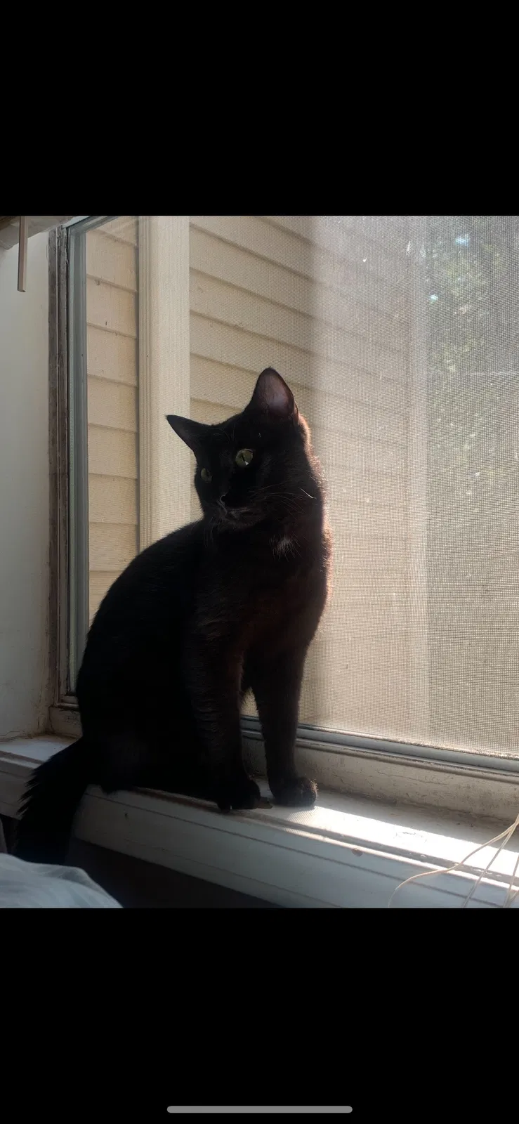 Lost cat in Atlanta, GA, 30360