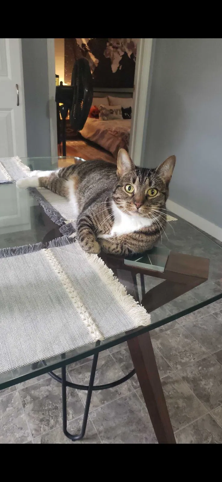 Lost cat in Punta Gorda, FL, 33950