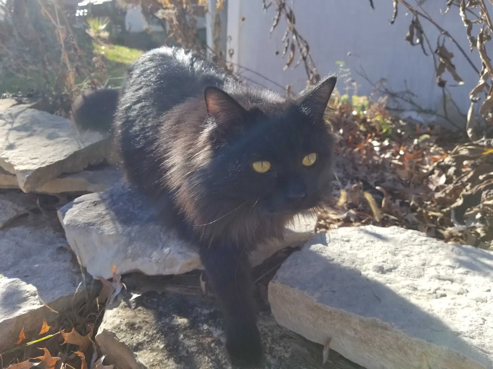 Lost cat in Saint Louis, MO, 63123