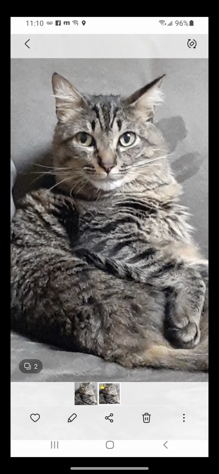 Lost cat in Fort Lauderdale, FL, 33321