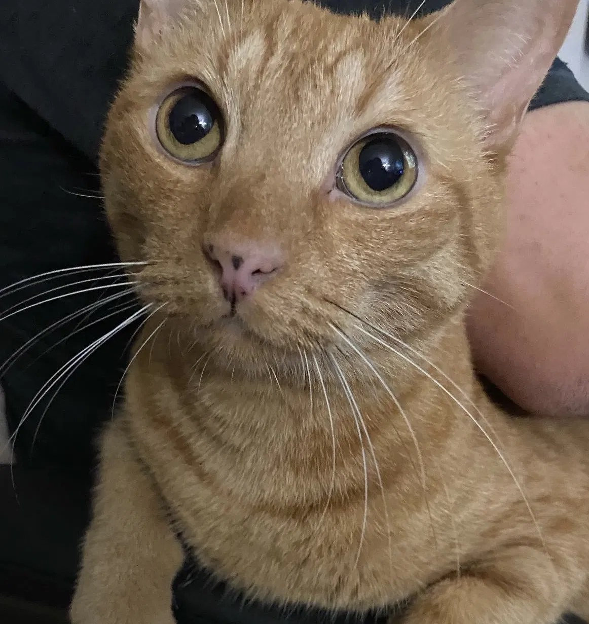 Lost cat in Aiea, HI, 96701