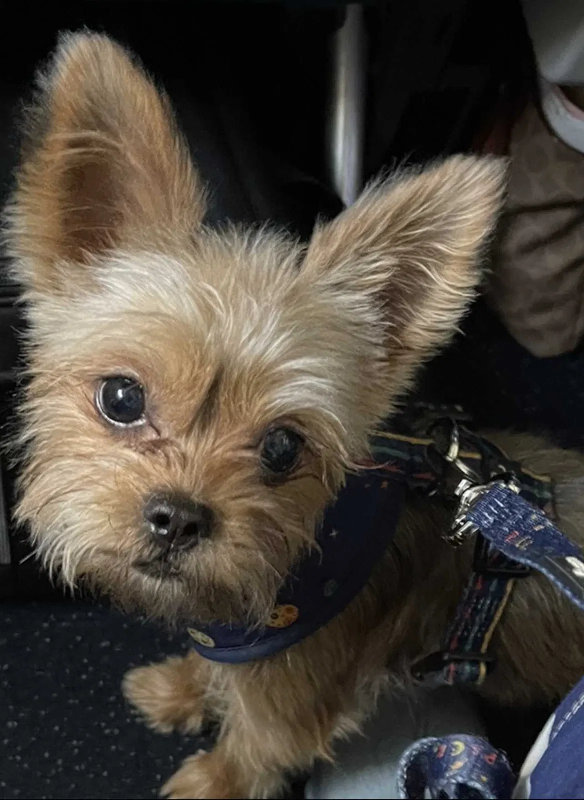 Lost dog in Tampa, FL, 33647