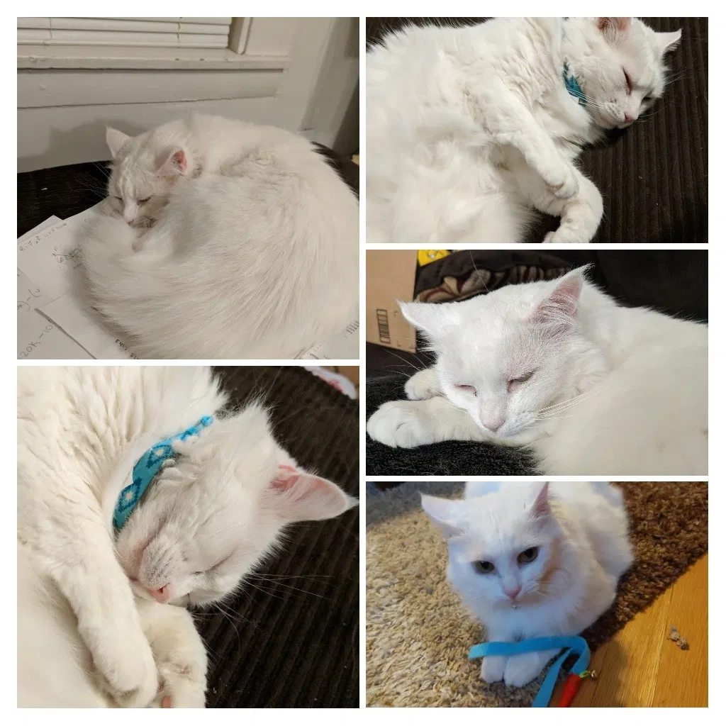 Lost cat in Kittery, ME, 3904