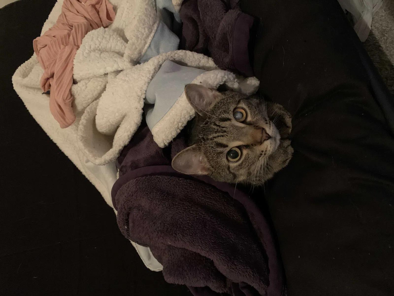 Lost cat in Pomona, CA, 91766