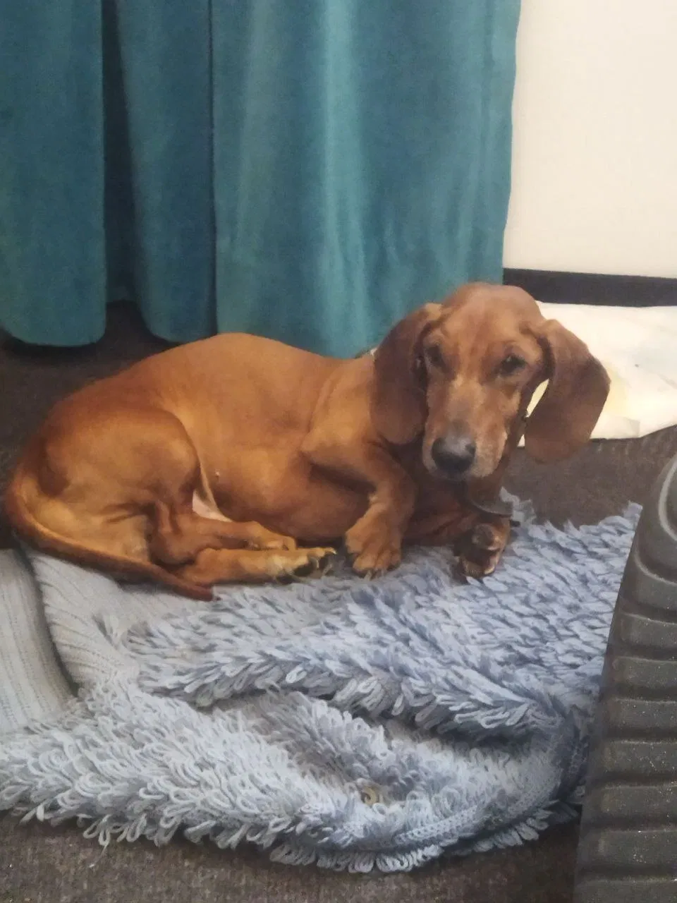 Lost dog in Lake Ariel, PA, 18436