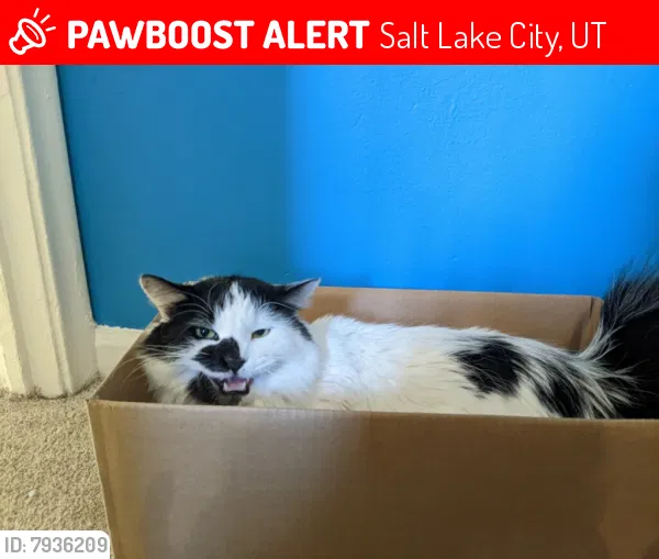 Lost cat in Salt Lake City, UT, 84116
