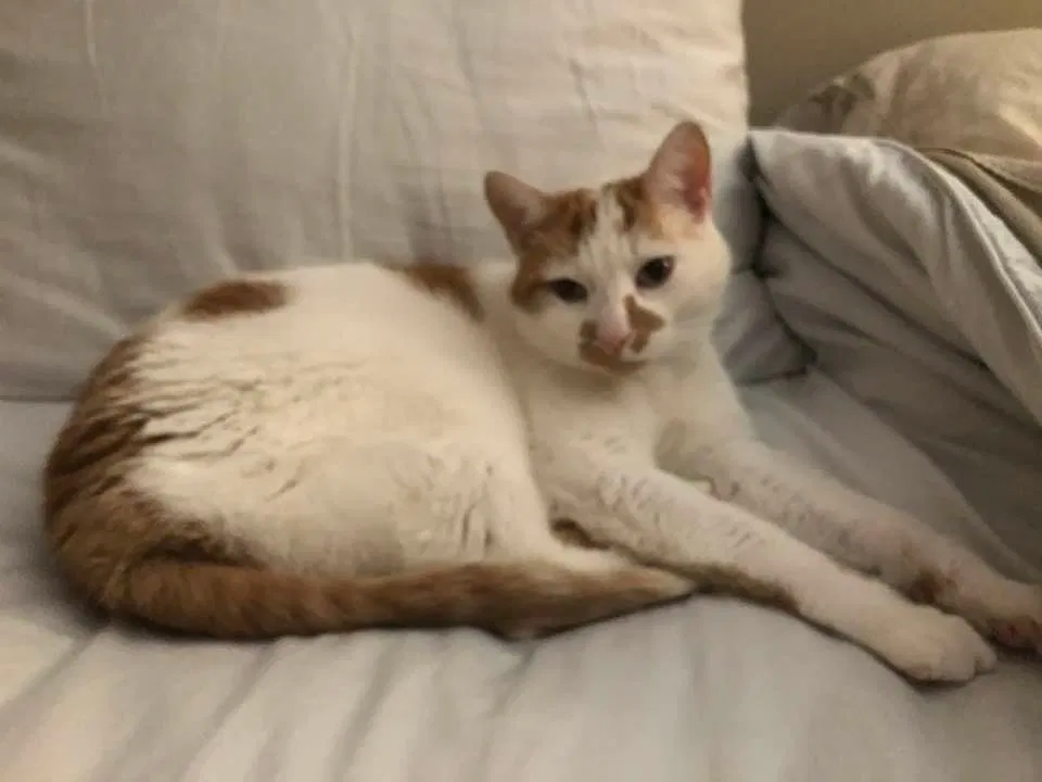 Lost cat in Franklin, WI, 53132