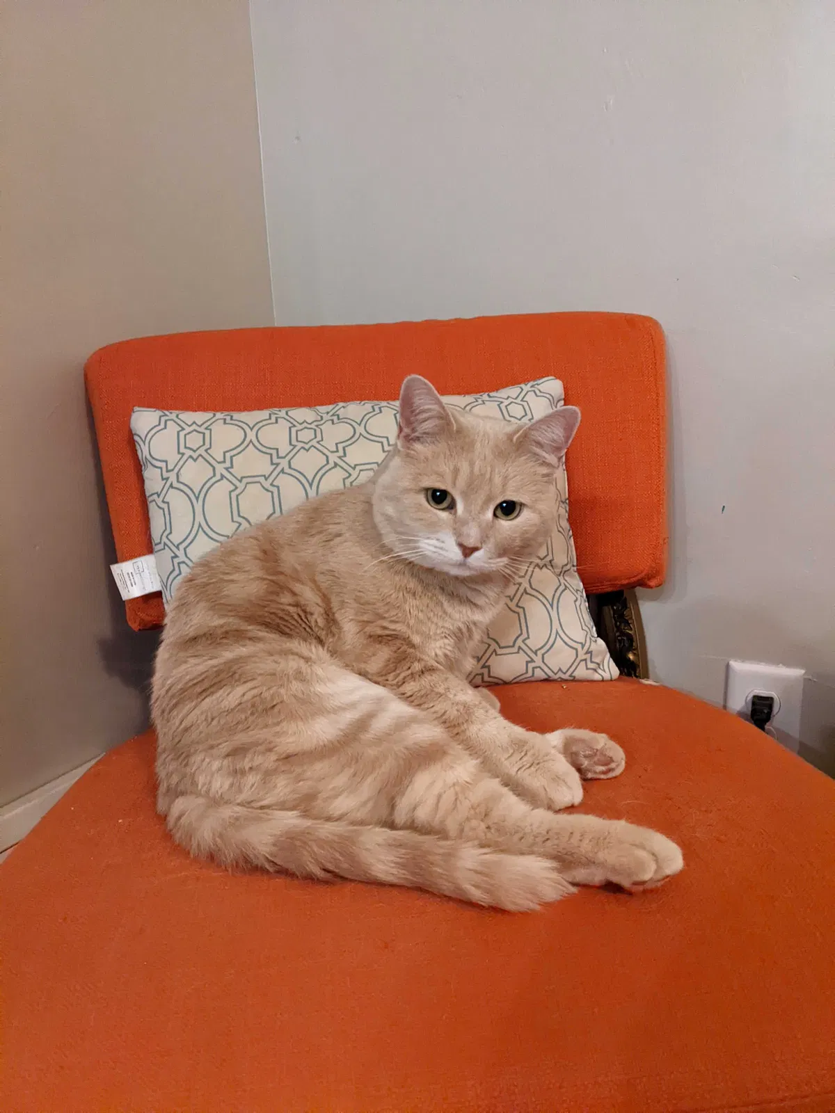 Lost cat in Akron, OH, 44303