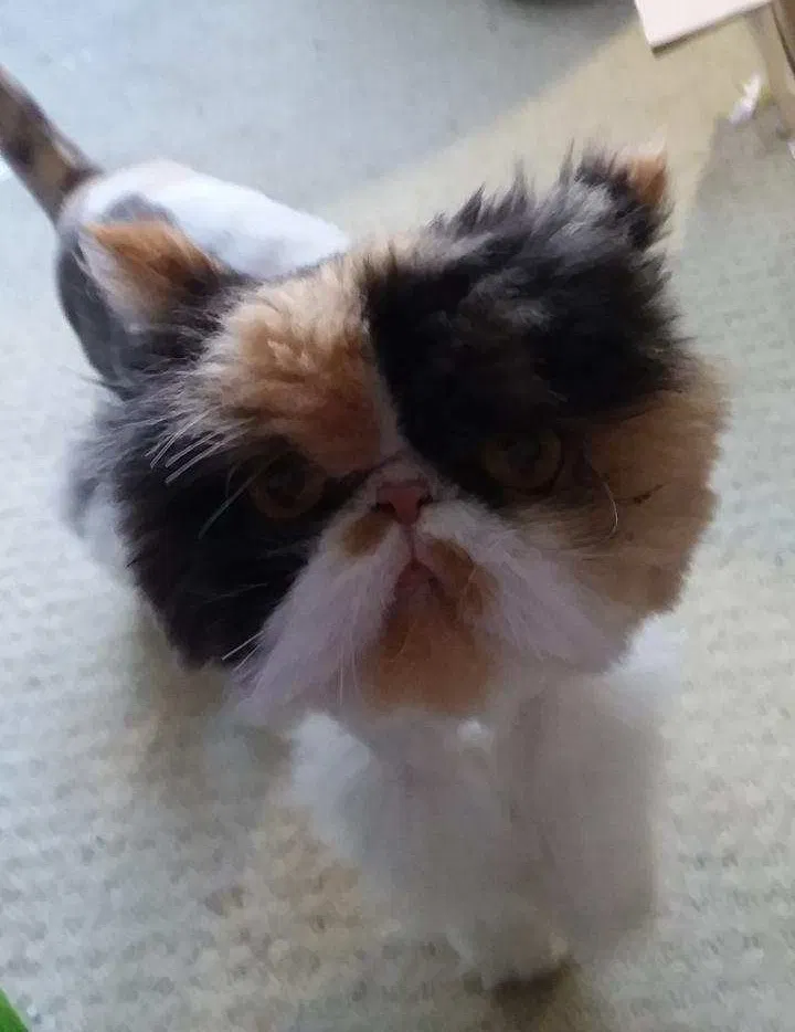 Lost cat in Sturgeon Bay, WI, 54235