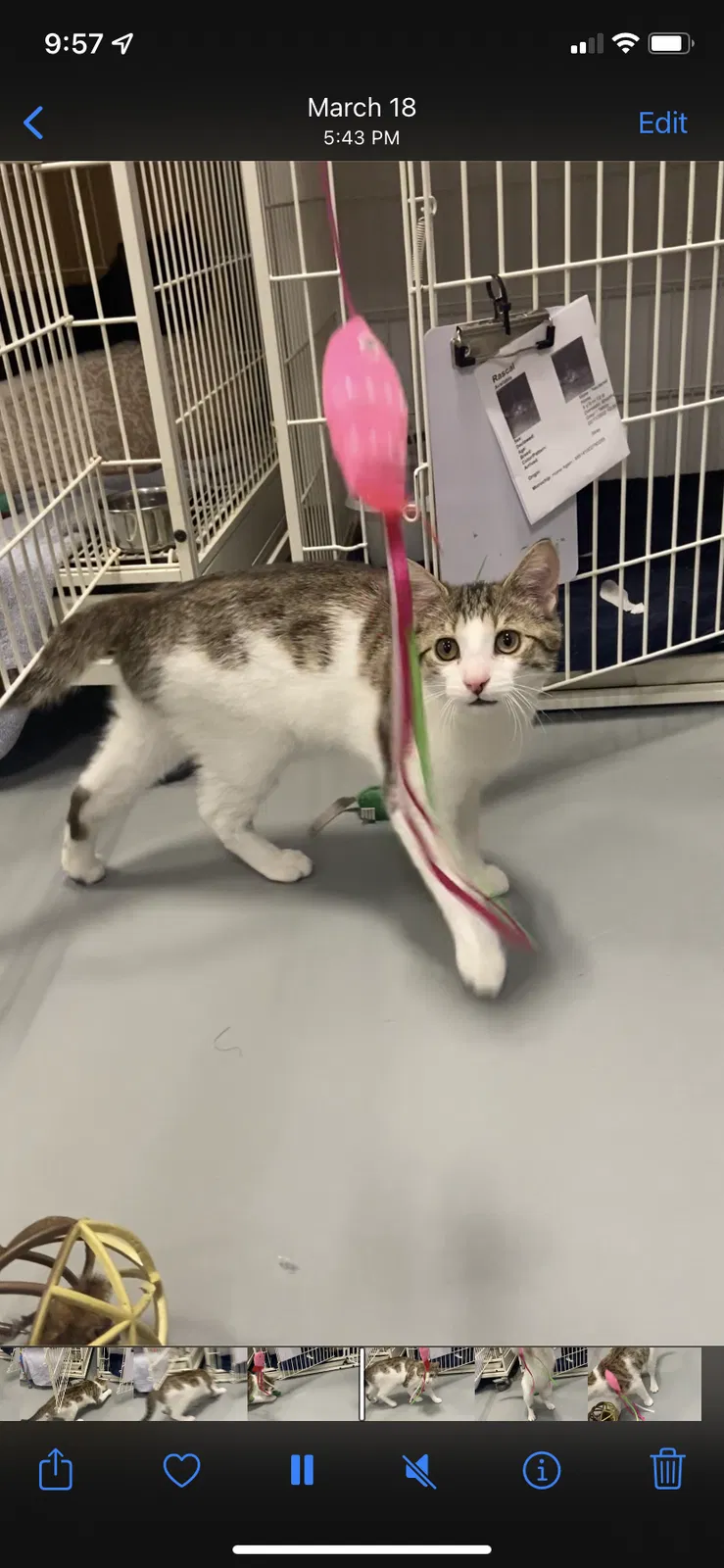 Lost cat in Peoria, IL, 61603