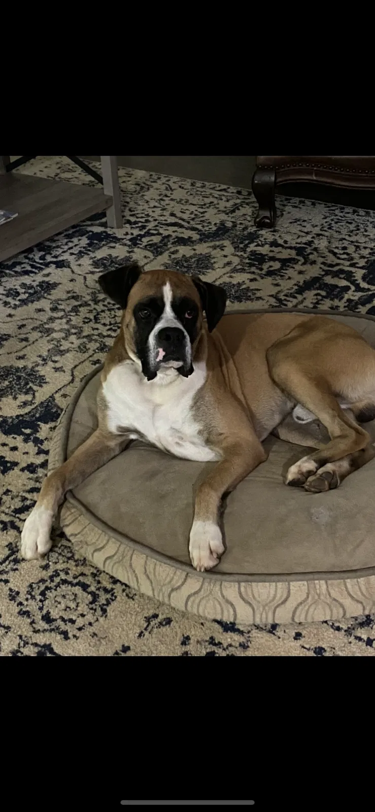 Lost dog in Mc Calla, AL, 35111