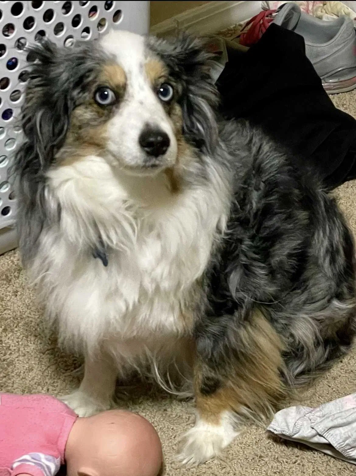 Lost dog in Cibolo, TX, 78108