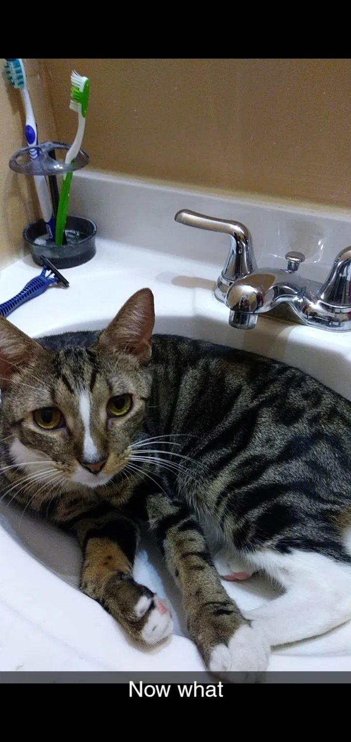 Lost cat in Homestead, FL, 33033