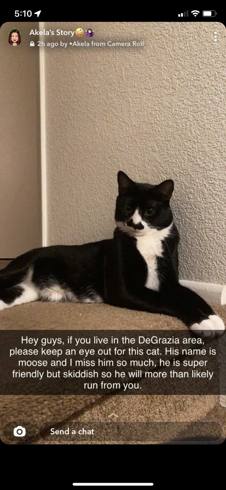 Lost cat in Tucson, AZ, 85742
