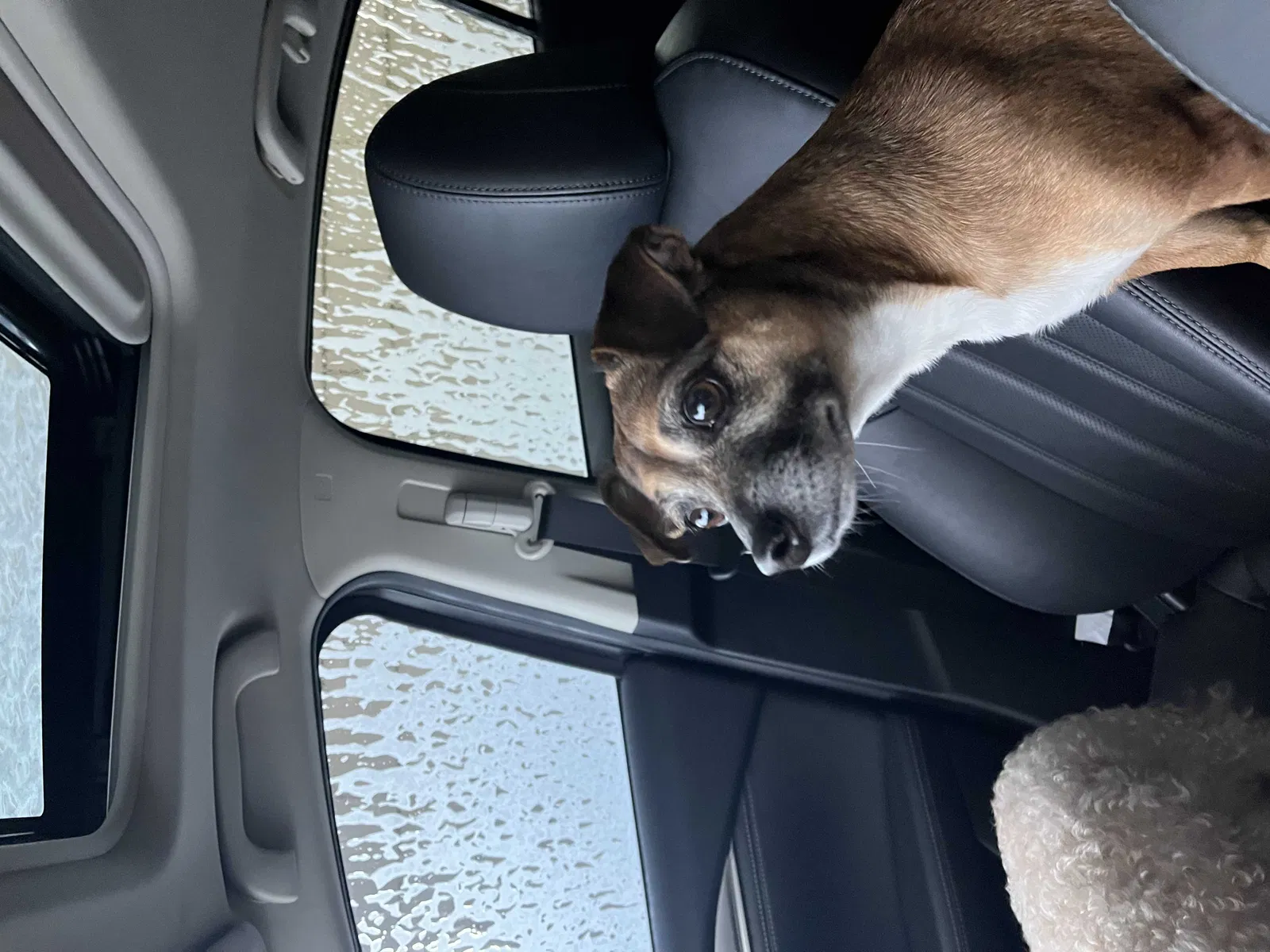 Lost dog in Hot Springs National Park, AR, 71901