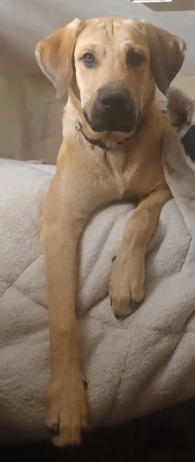 Lost dog in Boise, ID, 83703