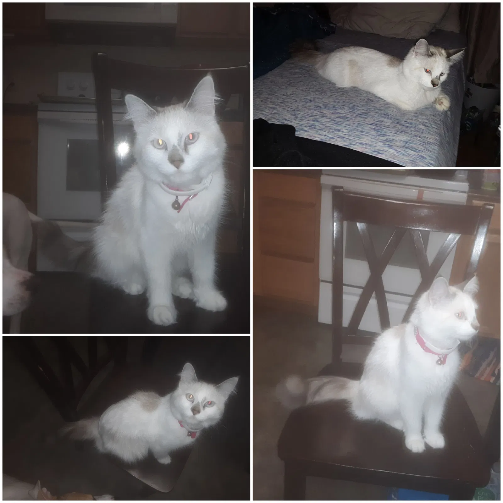 Lost cat in Farmington, NM, 87401