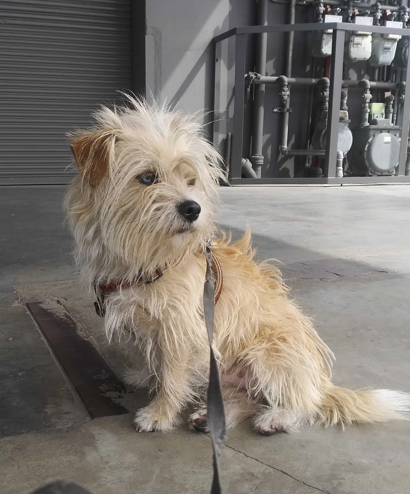 Lost dog in San Francisco, CA, 94110