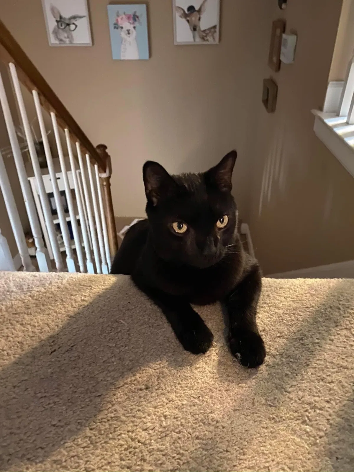 Lost cat in Norfolk, VA, 23504
