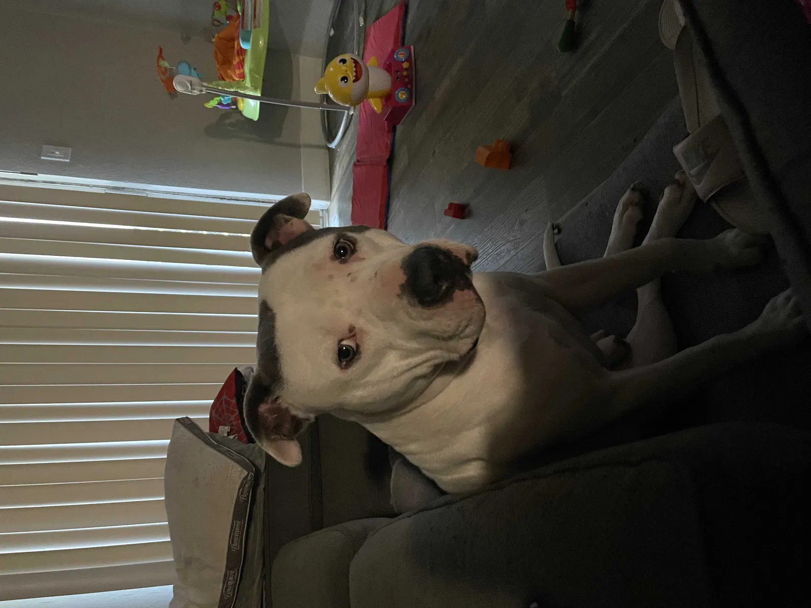 Lost dog in Spring, TX, 77380