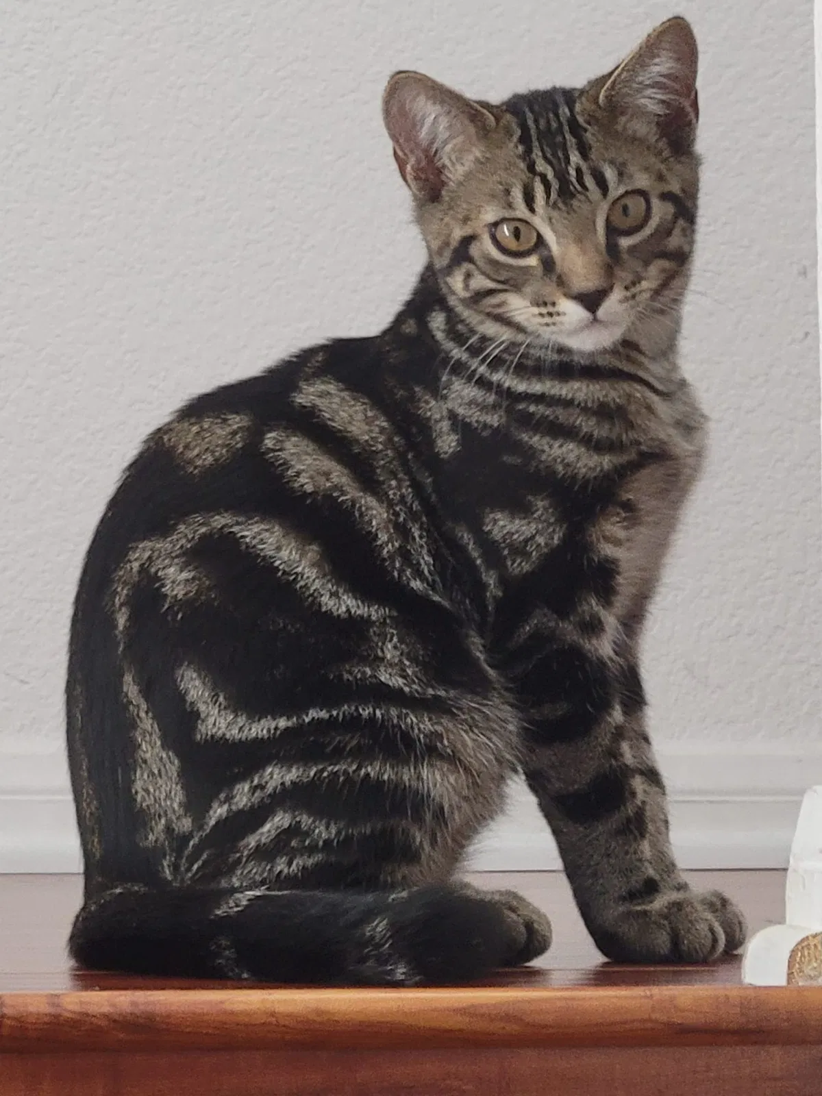 Lost cat in San Diego, CA, 92127