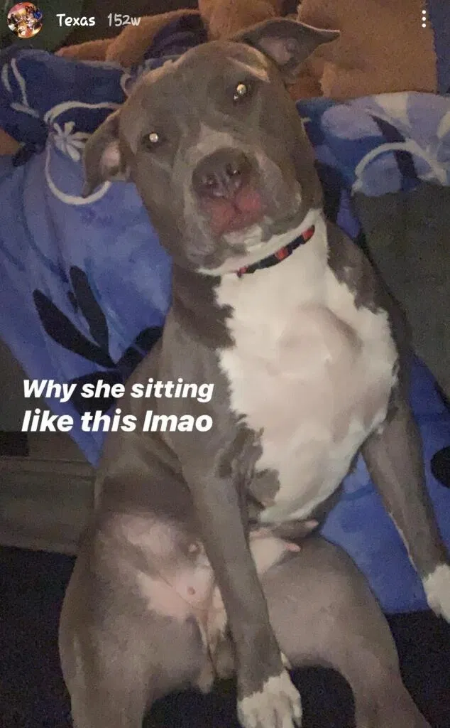 Lost dog in Spring, TX, 77380