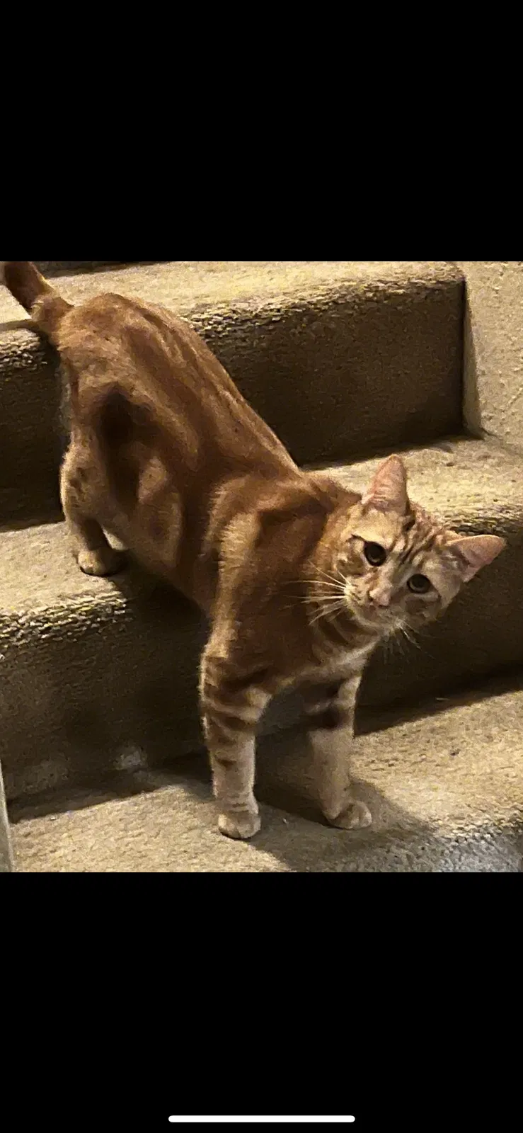 Lost cat in Canyon Country, CA, 91387