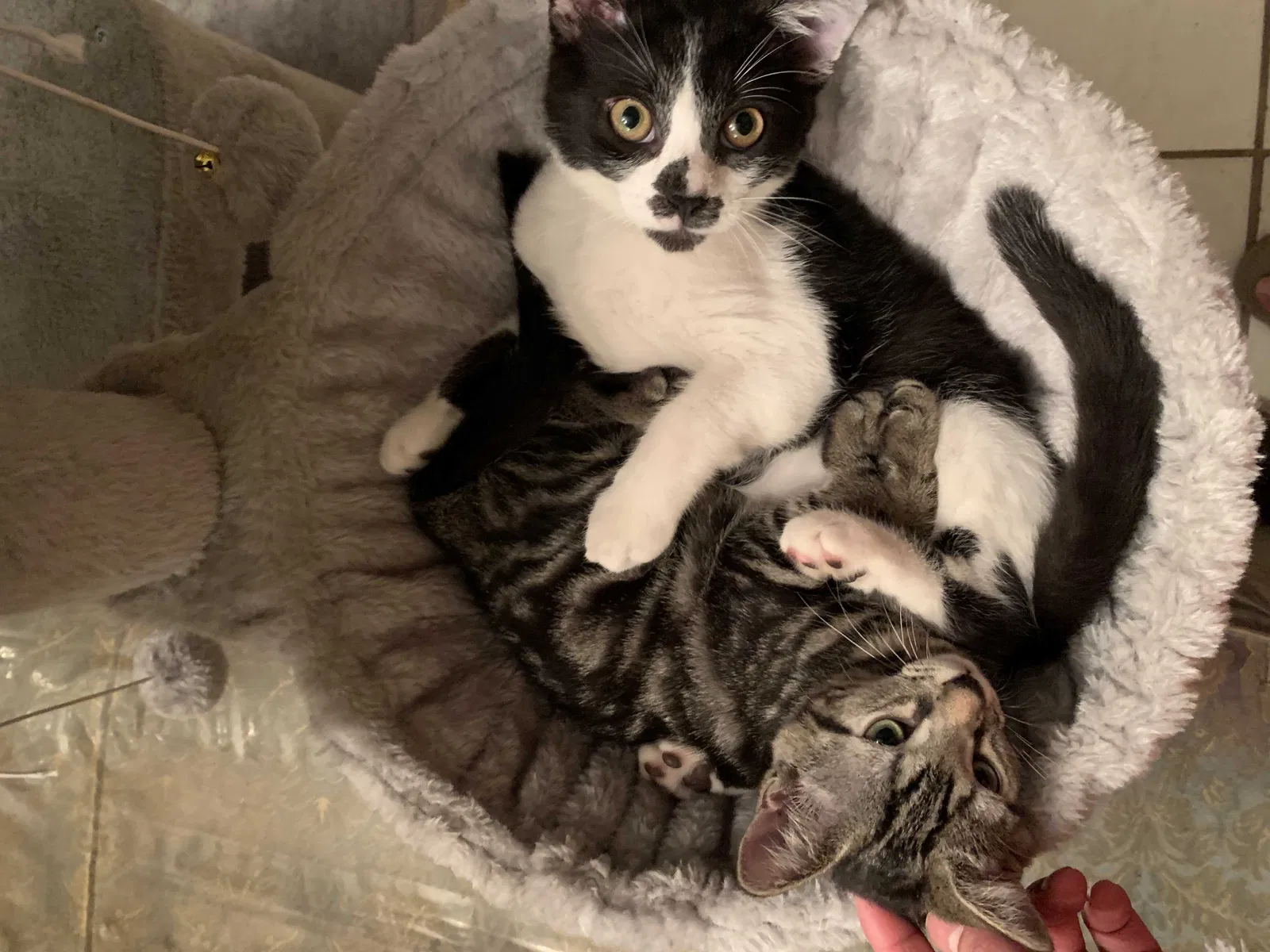 Lost cat in Fort Lauderdale, FL, 33351