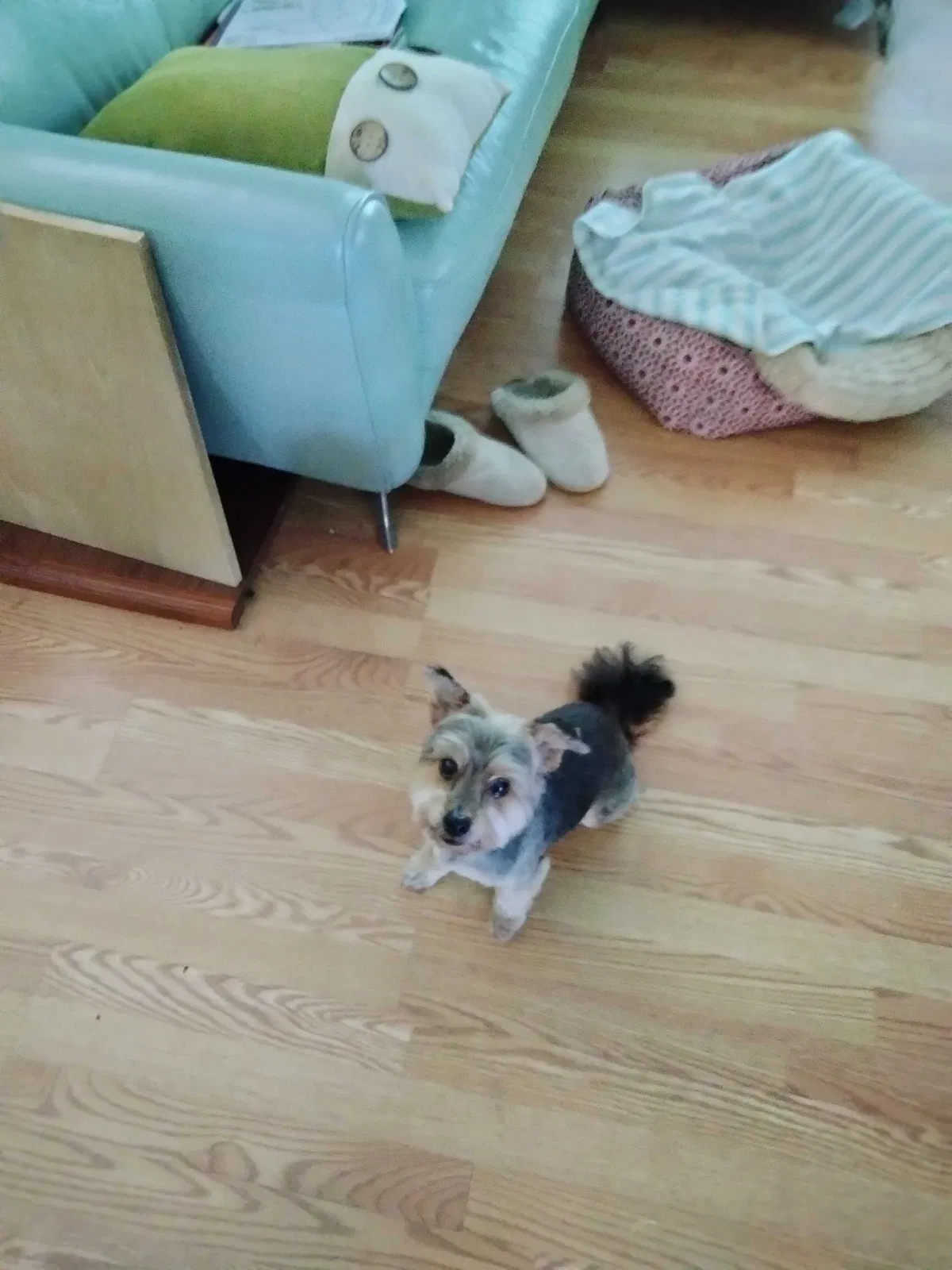 Lost dog in Port Richey, FL, 34668